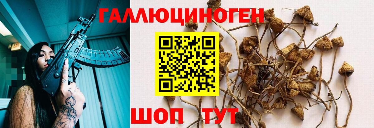 Псилоцибиновые грибы Psilocybe  Вход с VPN  Верхняя Пышма 